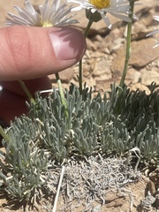 Erigeron compactus