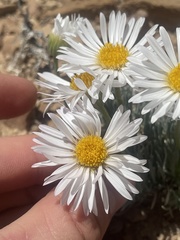 Erigeron compactus