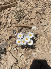 Erigeron compactus
