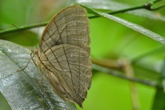 Amathuxidia amythaon