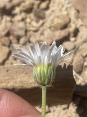 Erigeron compactus