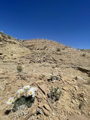 Erigeron compactus