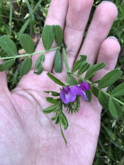 Vicia sativa