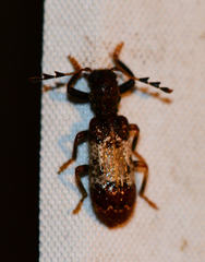 Pelonium leucophaeum