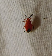 Coccobaphes frontifer