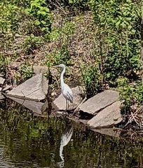 Ardea alba
