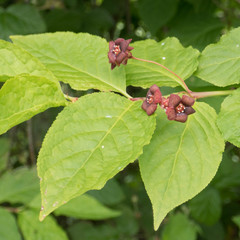 Euonymus occidentalis occidentalis