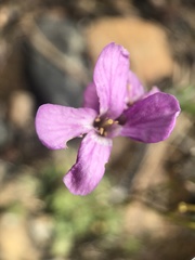 Arabis aculeolata