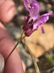 Arabis aculeolata