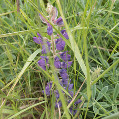 Lupinus formosus formosus