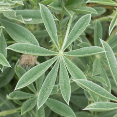 Lupinus formosus formosus