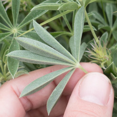 Lupinus formosus formosus