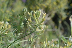 Astragalus bossuensis