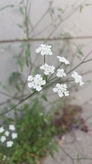 Torilis