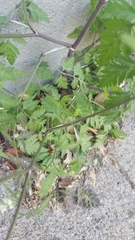 Torilis