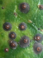 Chrysomphalus pinnulifer