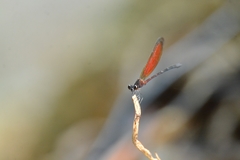 Euphaea