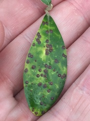 Chrysomphalus pinnulifer