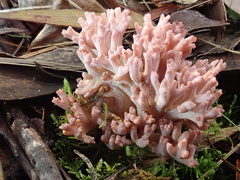 Ramaria botrytoides