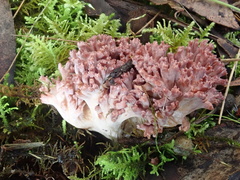 Ramaria botrytoides