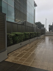 Chrysomphalus pinnulifer