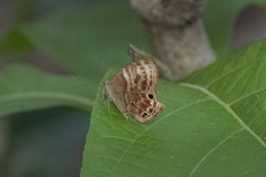 Abisara bifasciata