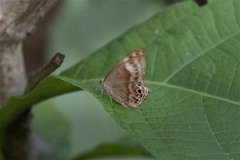 Abisara bifasciata
