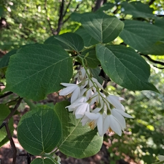 Styrax obassia