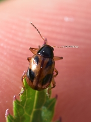 Paria quadrinotata