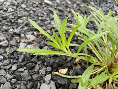 Oenothera argillicola