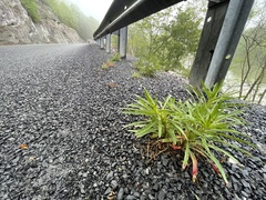 Oenothera argillicola