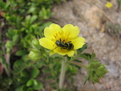 Trichodes ornatus