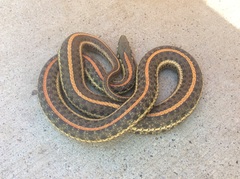 Thamnophis radix