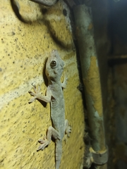 Hemidactylus flaviviridis