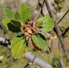 Pterostemon mexicanus