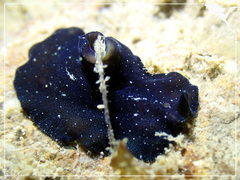 Pseudobiceros stellae