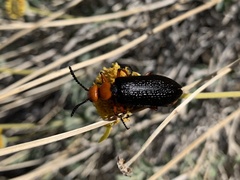 Lytta magister