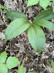 Veratrum parviflorum