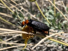 Lytta magister