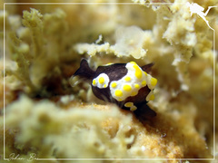 Colpodaspis thompsoni