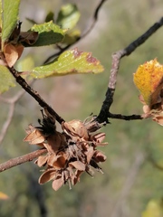 Pterostemon mexicanus