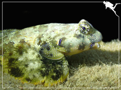 Synchiropus ocellatus