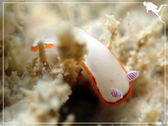 Goniobranchus rubrocornutus
