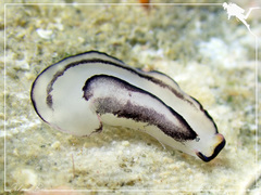 Pseudobiceros gratus