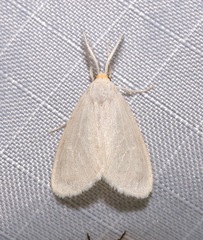 Neoplynes eudora