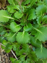 Saxifraga spathularis