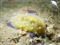 Sclerodoris apiculata