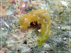 Plocamopherus pecoso