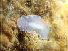 Pericelis