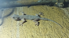 Hemidactylus flaviviridis